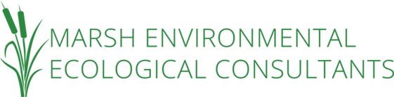Marsh Environmental Ecological Consultants | Ecological consultancy and environmental surveys